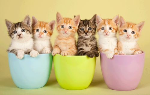 foto de varios gatitos