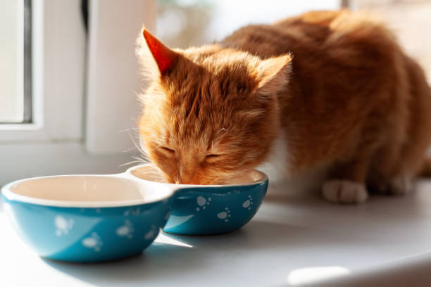 una foto de un gatito comiendo