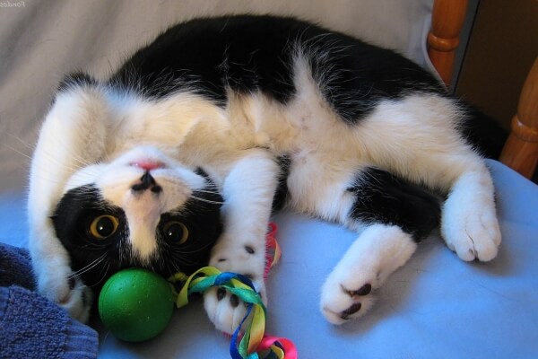 foto de un gatito jugando