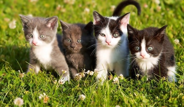 foto de dos gatitos