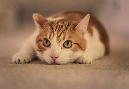 gatito naranja y blanco