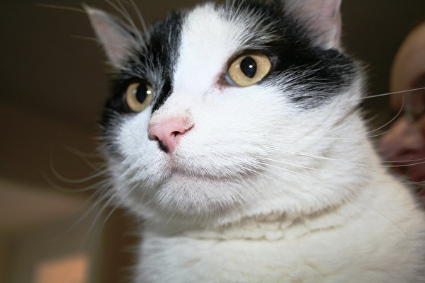 gatito mirando