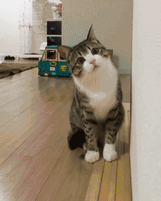 gif de un gatito